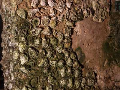 Vi passiamo sopra percorrendo un ponticello di travi di legno e sfiorando le rocce nelle puntellate da fossili millenari di conchiglie